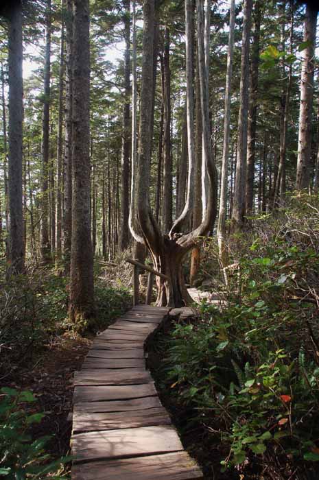 Cape Flattery Trail